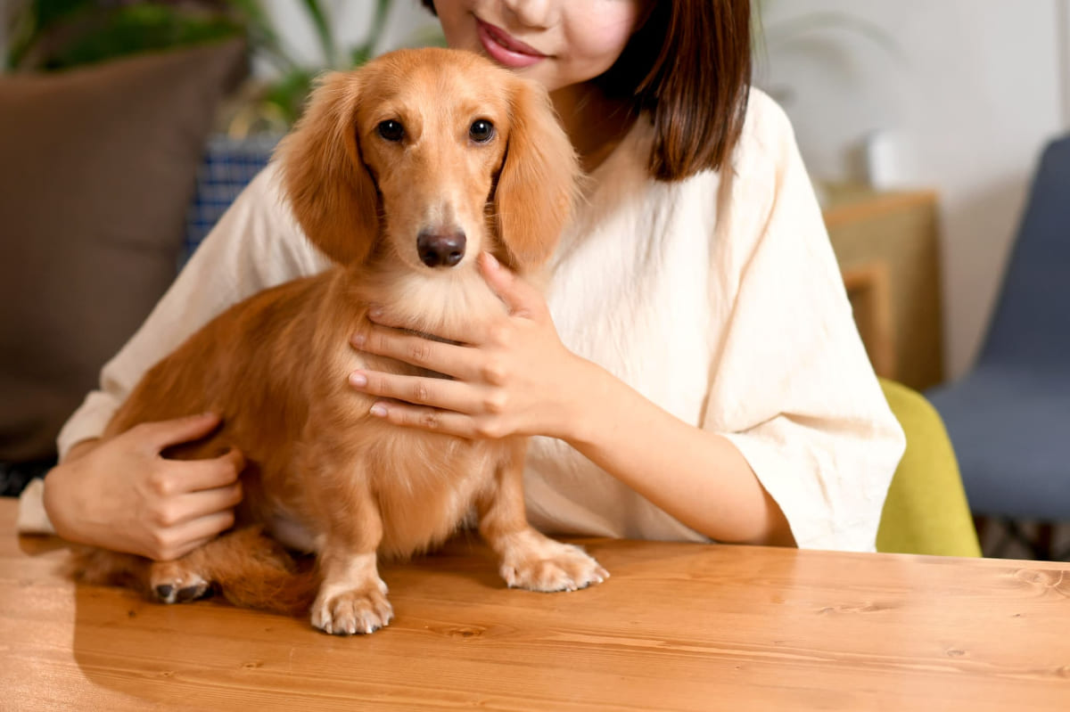 抱かれる犬